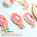 ANATOMY15(12453) Embryonic Development Process Model, Development from Unfertilized Ovum to 9th Month